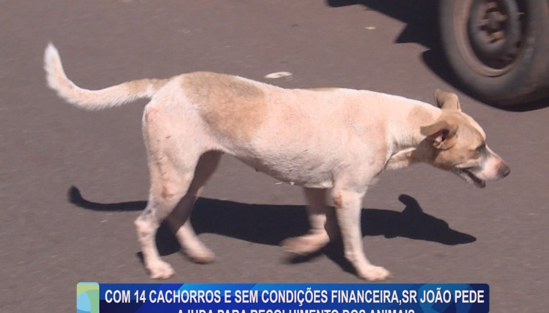 COM 14 CACHORROS E SEM CONDIÇÕES FINANCEIRAS, SR. JOÃO PEDE AJUDA PARA RECOLHIMENTO DOS ANIMAIS