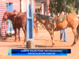 ALERTA: RAÇÃO PODE TER PROVOCADO INTOXICAÇÃO EM CAVALOS