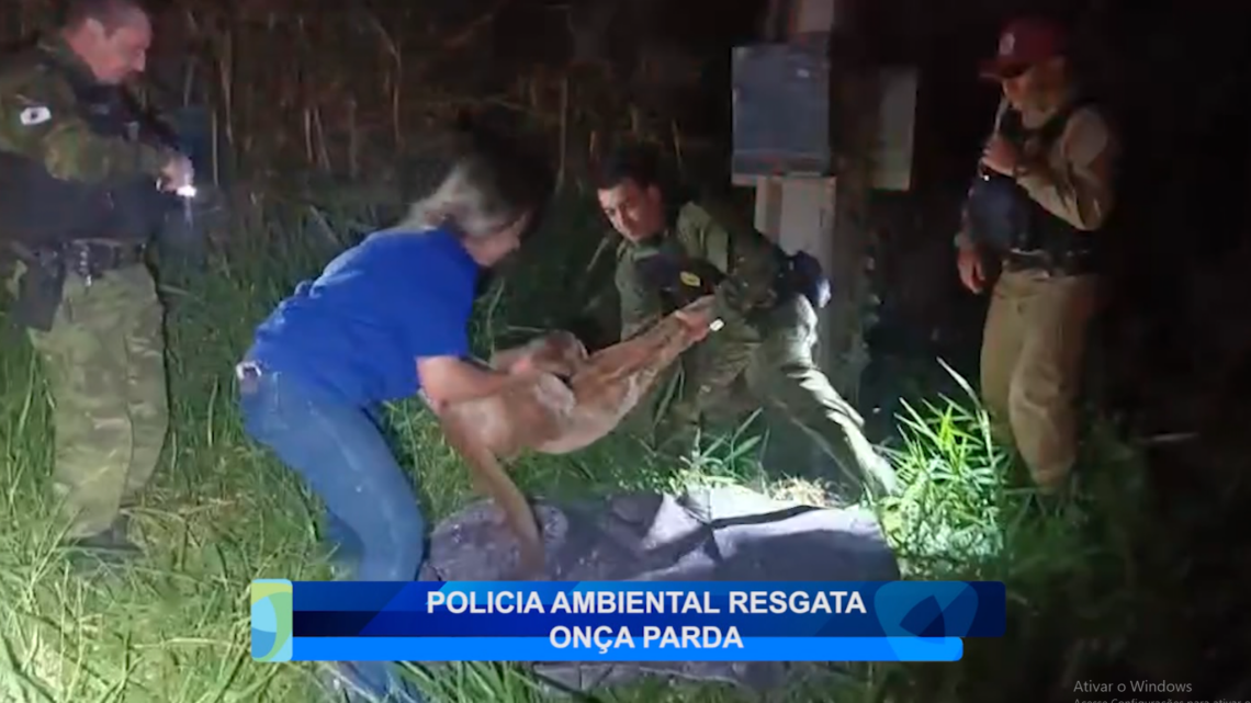 POLÍCIA AMBIENTAL RESGATA ONÇA PARDA