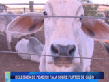 DELEGADA DE PEABIRU FALA SOBRE FURTOS DE GADO