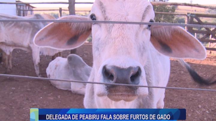 DELEGADA DE PEABIRU FALA SOBRE FURTOS DE GADO