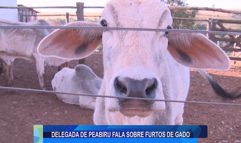 DELEGADA DE PEABIRU FALA SOBRE FURTOS DE GADO