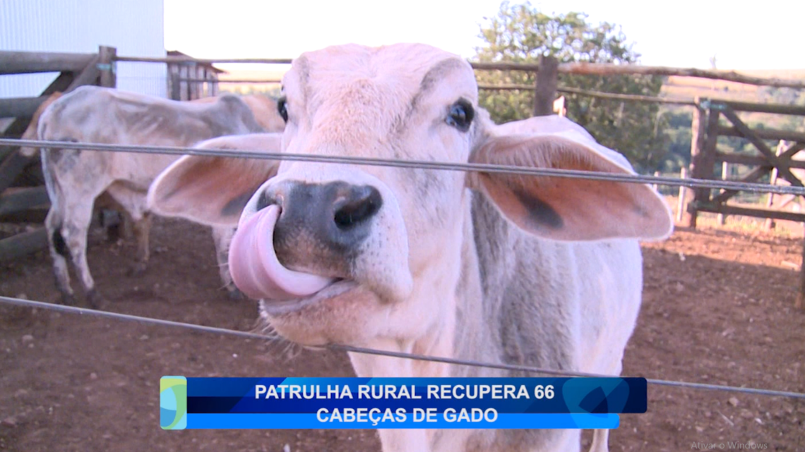 PATRULHA RURAL RECUPERA 66 CABEÇAS DE GADO