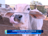 PATRULHA RURAL RECUPERA 66 CABEÇAS DE GADO