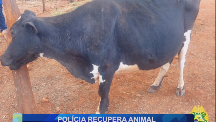 POLÍCIA RECUPERA ANIMAL DESAPARECIDO