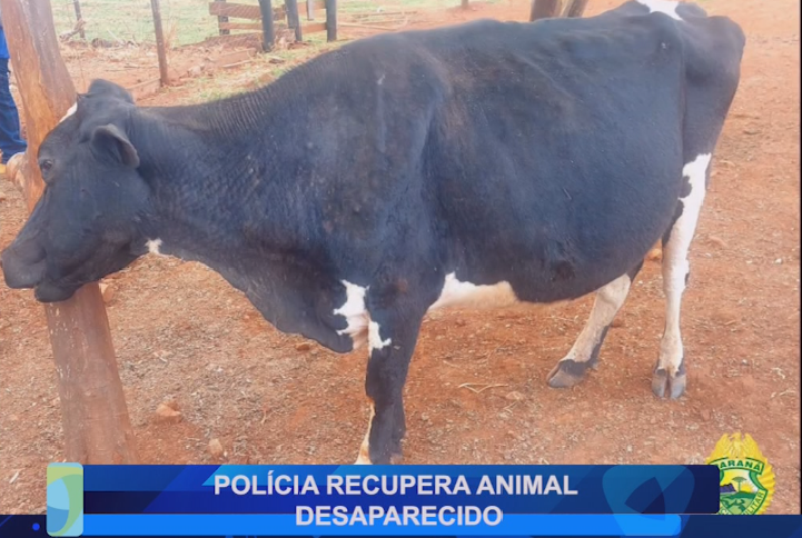 POLÍCIA RECUPERA ANIMAL DESAPARECIDO