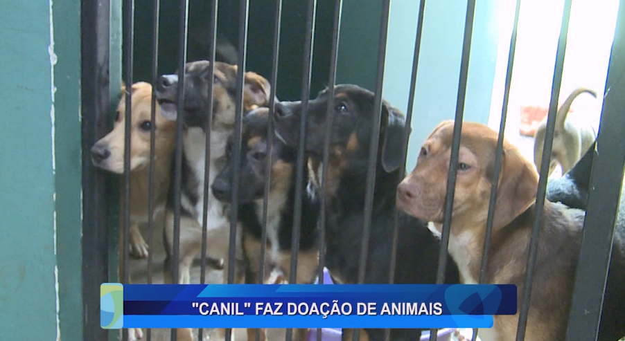 “CANIL” FAZ DOAÇÃO DE ANIMAIS