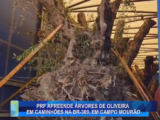 PRF APREENDE ÁRVORES DE OLIVEIRA EM CAMINHÕES NA BR-369, EM CAMPO MOURÃO