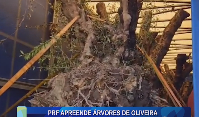 PRF APREENDE ÁRVORES DE OLIVEIRA EM CAMINHÕES NA BR-369, EM CAMPO MOURÃO