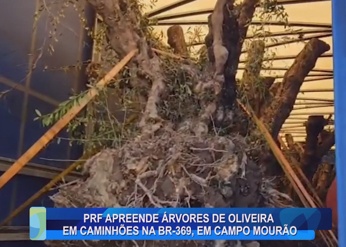 PRF APREENDE ÁRVORES DE OLIVEIRA EM CAMINHÕES NA BR-369, EM CAMPO MOURÃO