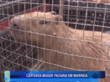 CAPIVARA INVADE PADARIA EM MARINGÁ