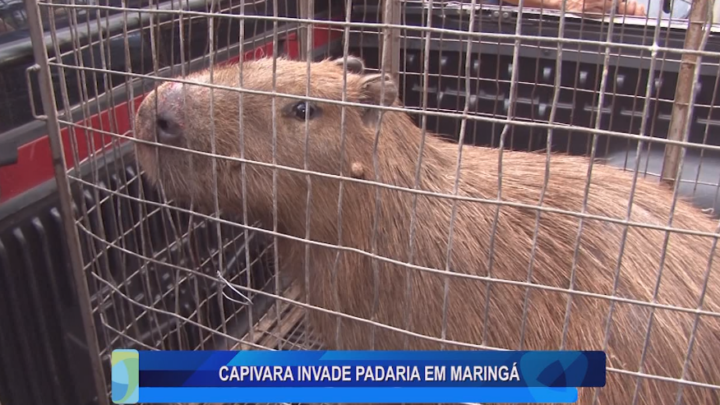 CAPIVARA INVADE PADARIA EM MARINGÁ