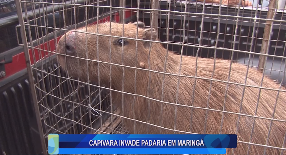 CAPIVARA INVADE PADARIA EM MARINGÁ