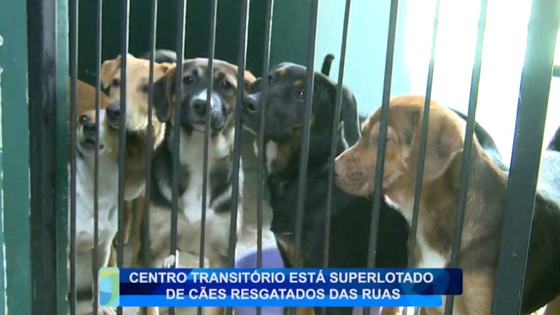CENTRO TRANSITÓRIO ESTÁ SUPERLOTADO DE CÃES RESGATADOS DAS RUAS