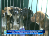 CENTRO TRANSITÓRIO ESTÁ SUPERLOTADO DE CÃES RESGATADOS DAS RUAS