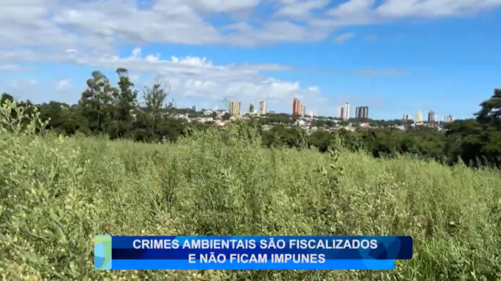 CRIMES AMBIENTAIS SÃO FISCALIZADOS E NÃO FICAM IMPUNES