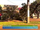 Galho de árvore cai sobre veículo na avenida Guilherme de Paula Xavier
