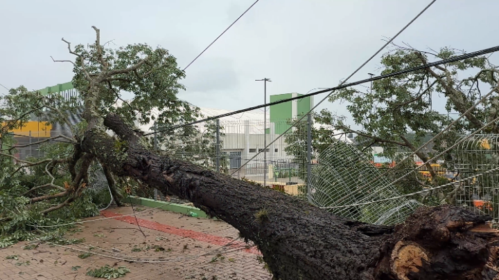 Tempestade: forte chuva causa queda de árvores em vários pontos de Campo Mourão.