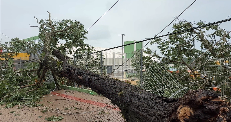 Tempestade: forte chuva causa queda de árvores em vários pontos de Campo Mourão.